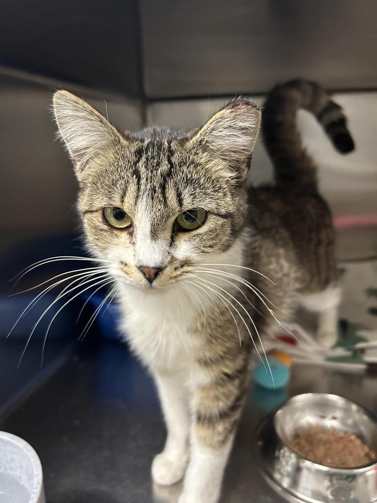 Winnie, an adoptable Domestic Short Hair in Ontario, OR, 97914 | Photo Image 1