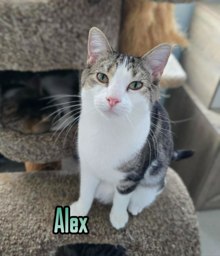 Alex 1