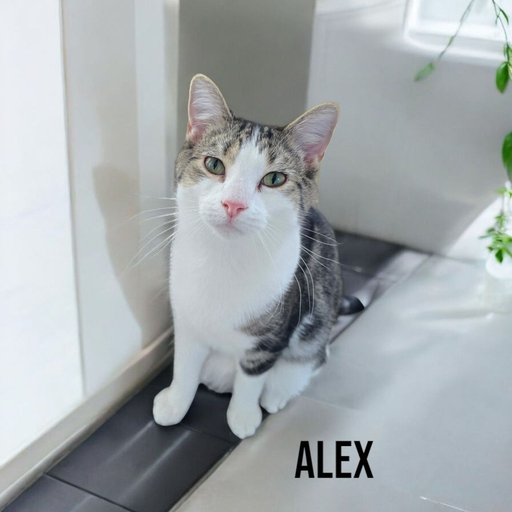 Alex