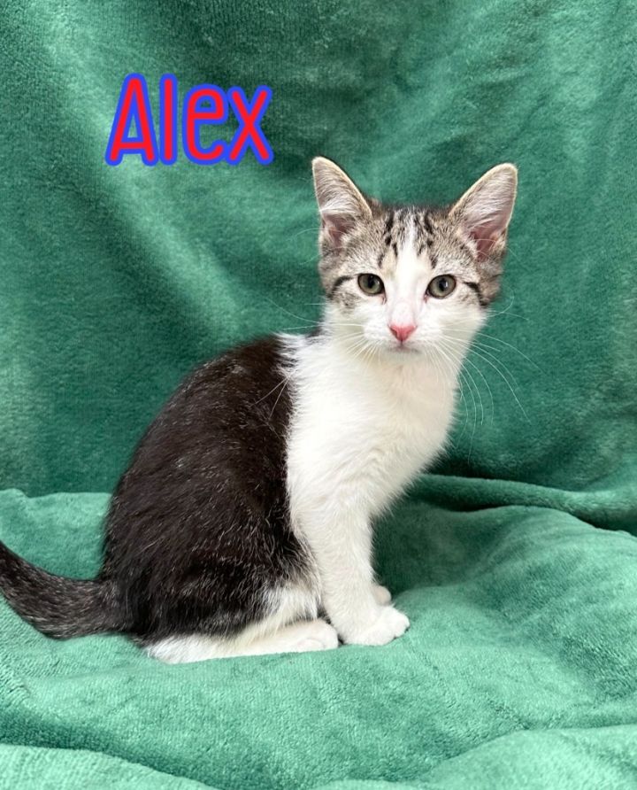 Alex 2