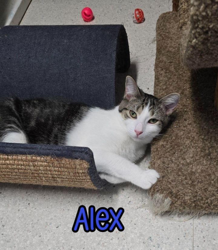 Alex 5