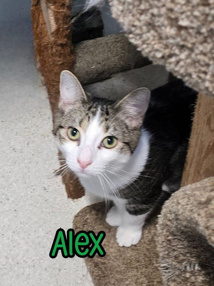 Alex 6