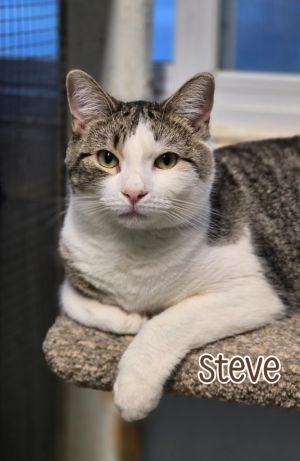 Steve