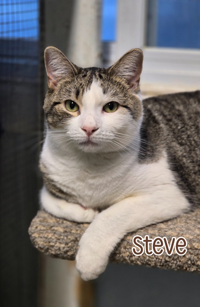Steve 1