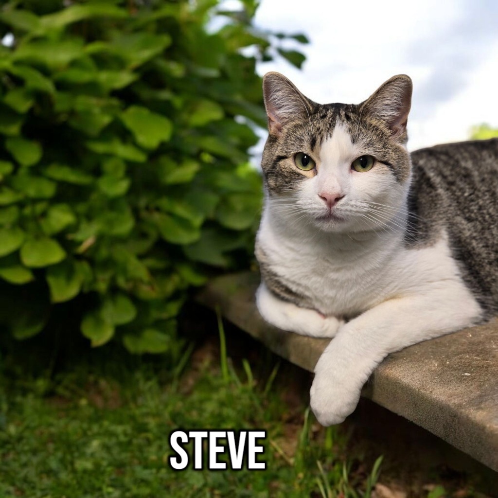 Steve