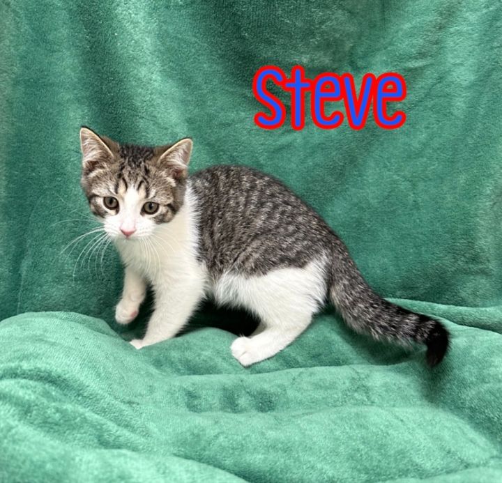 Steve 2