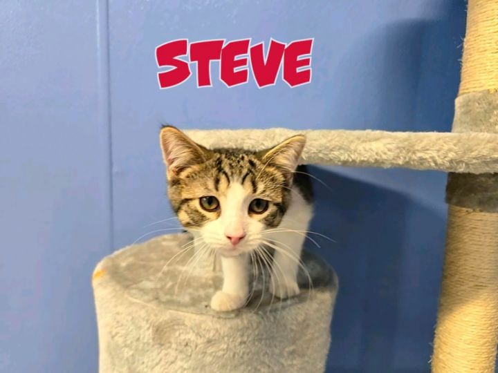 Steve 4