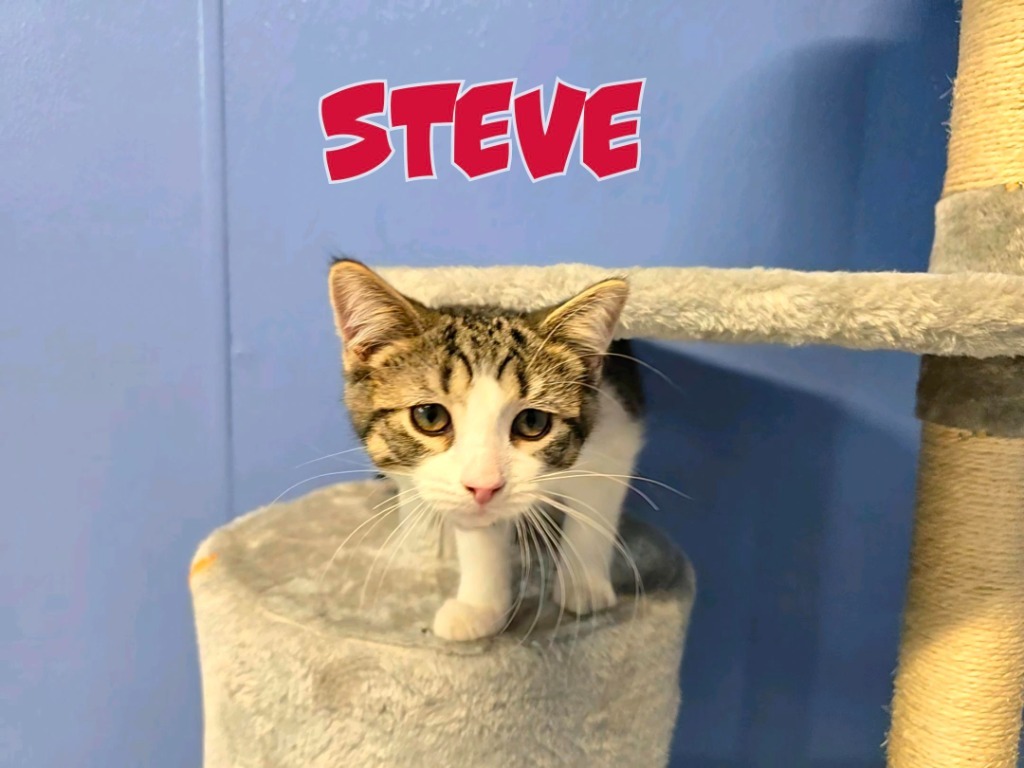 Steve
