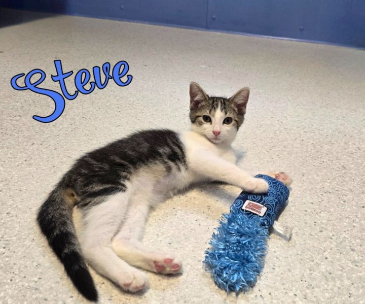 Steve 5