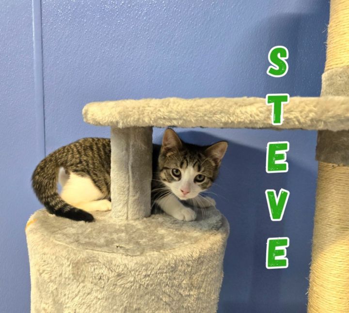Steve 6