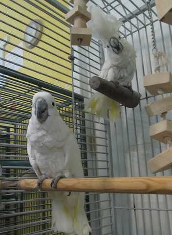 BooBoo & Sweetie 1