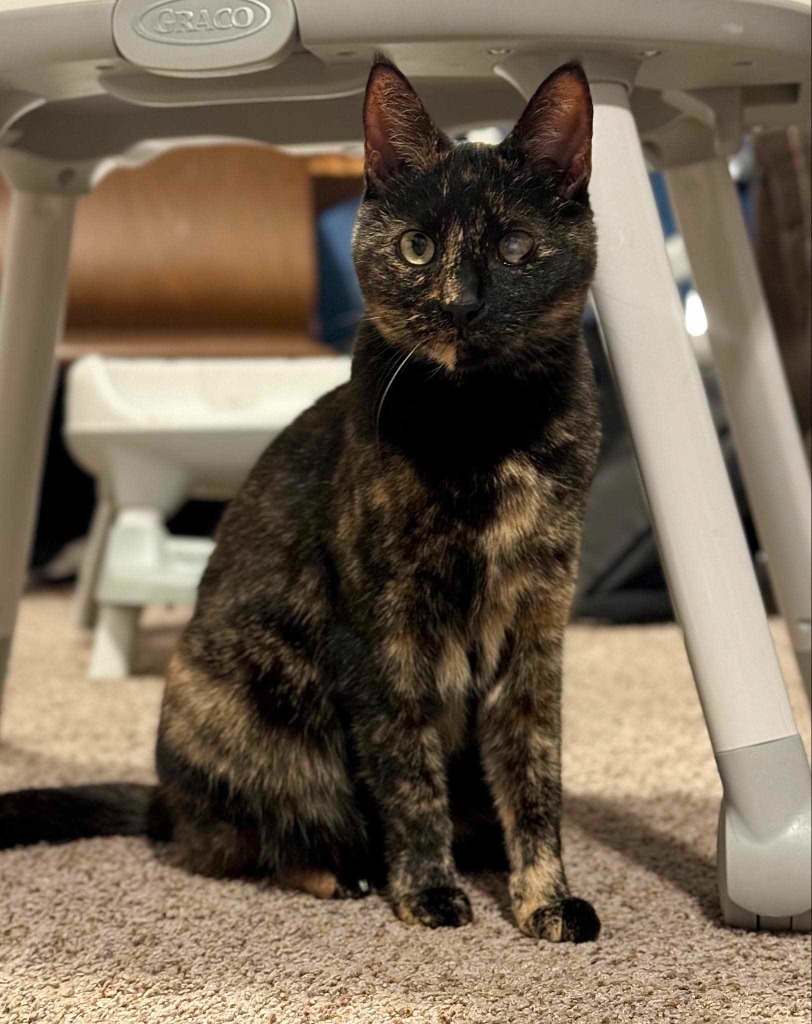 Kooks, an adoptable Domestic Short Hair in Salt Lake City, UT, 84117 | Photo Image 1