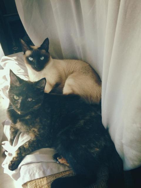 Kooks, an adoptable Domestic Short Hair in Salt Lake City, UT, 84117 | Photo Image 2