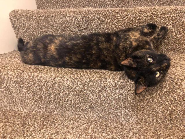 Kooks, an adoptable Domestic Short Hair in Salt Lake City, UT, 84117 | Photo Image 3