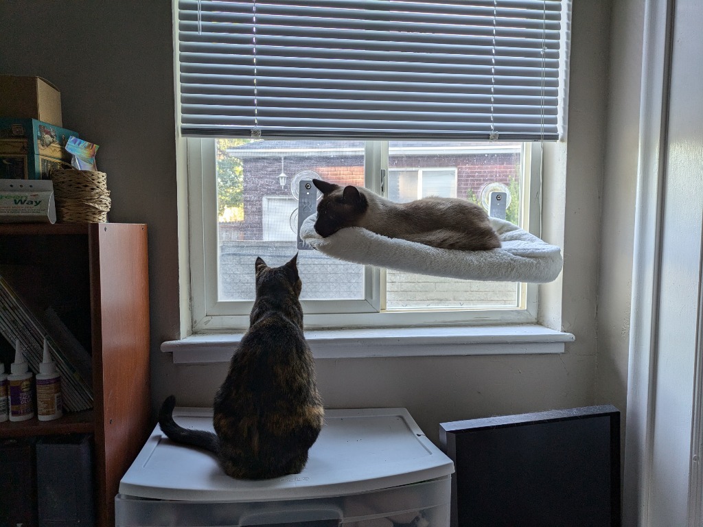 Kooks, an adoptable Domestic Short Hair in Salt Lake City, UT, 84117 | Photo Image 4