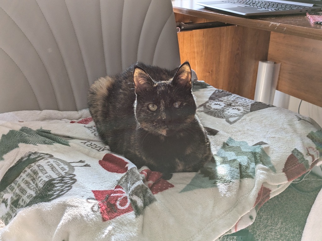 Kooks, an adoptable Domestic Short Hair in Salt Lake City, UT, 84117 | Photo Image 5