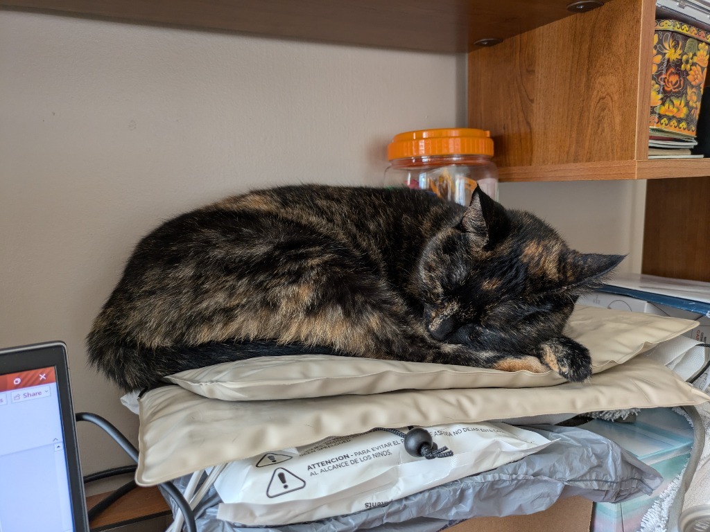 Kooks, an adoptable Domestic Short Hair in Salt Lake City, UT, 84117 | Photo Image 6