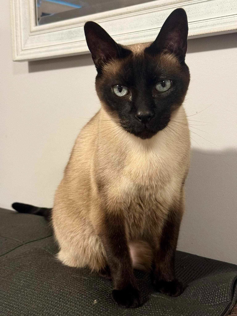 Fred, an adoptable Domestic Short Hair in Salt Lake City, UT, 84117 | Photo Image 1