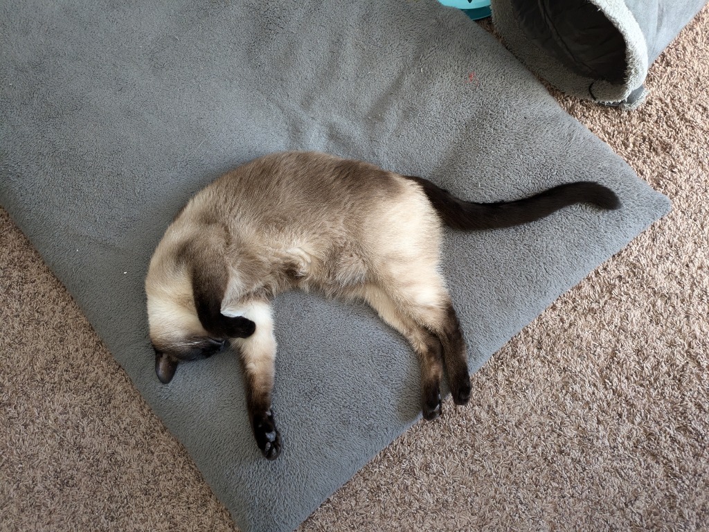 Fred, an adoptable Domestic Short Hair in Salt Lake City, UT, 84117 | Photo Image 2