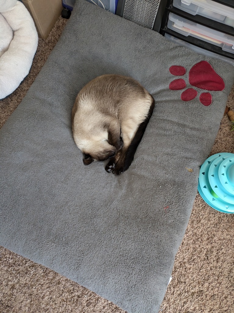 Fred, an adoptable Domestic Short Hair in Salt Lake City, UT, 84117 | Photo Image 3