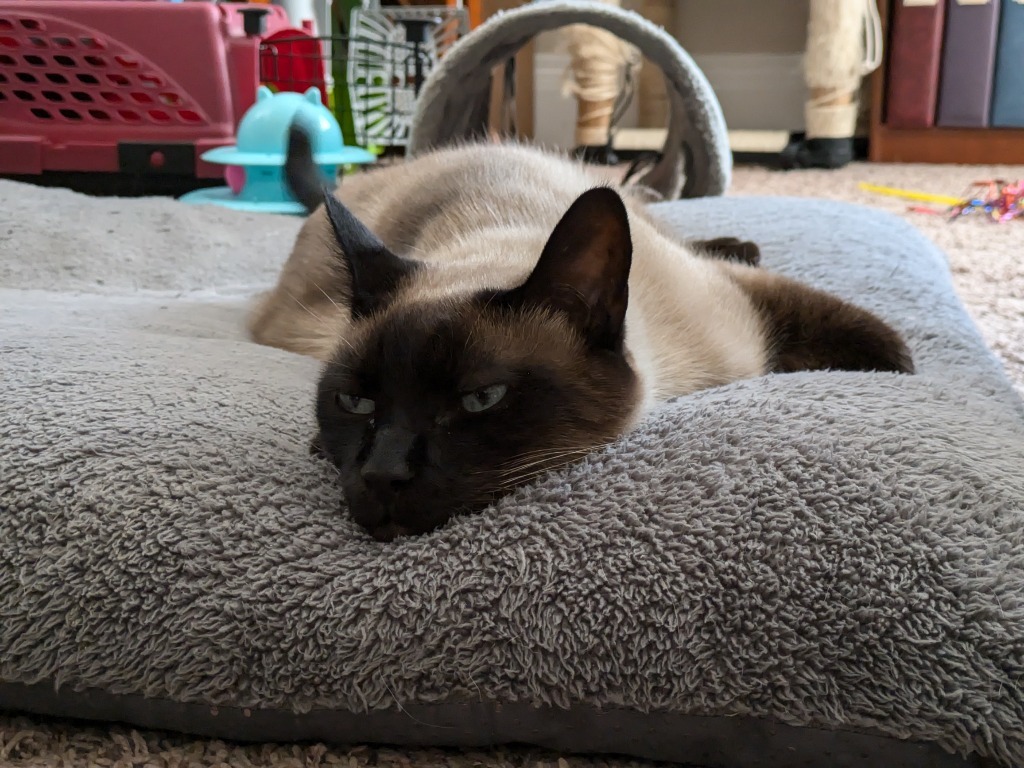 Fred, an adoptable Domestic Short Hair in Salt Lake City, UT, 84117 | Photo Image 4