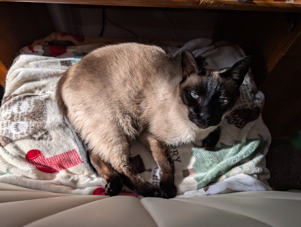 Fred, an adoptable Domestic Short Hair in Salt Lake City, UT, 84117 | Photo Image 5