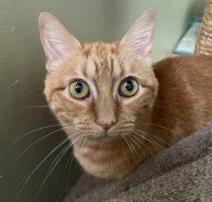 Lulu