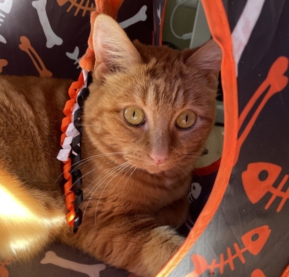 Lulu