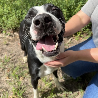 Thibodaux, an adoptable McNab, Pit Bull Terrier in Bryan, TX, 77801 | Photo Image 3