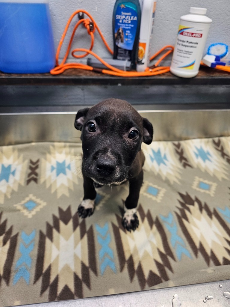 Quentin, an adoptable Mixed Breed in Duncan, OK, 73533 | Photo Image 1