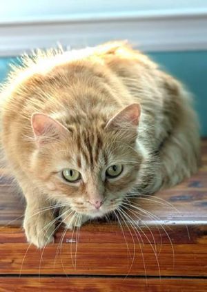 Mamalade Domestic Short Hair Cat