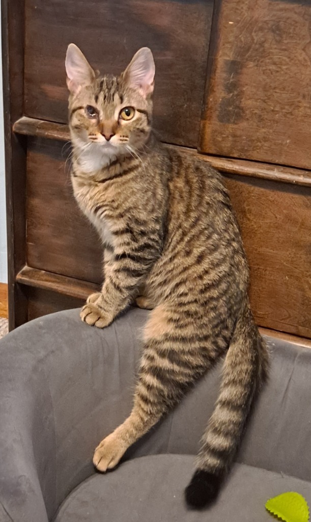 Mara, an adoptable Domestic Short Hair in Brainardsville, NY, 12915 | Photo Image 1