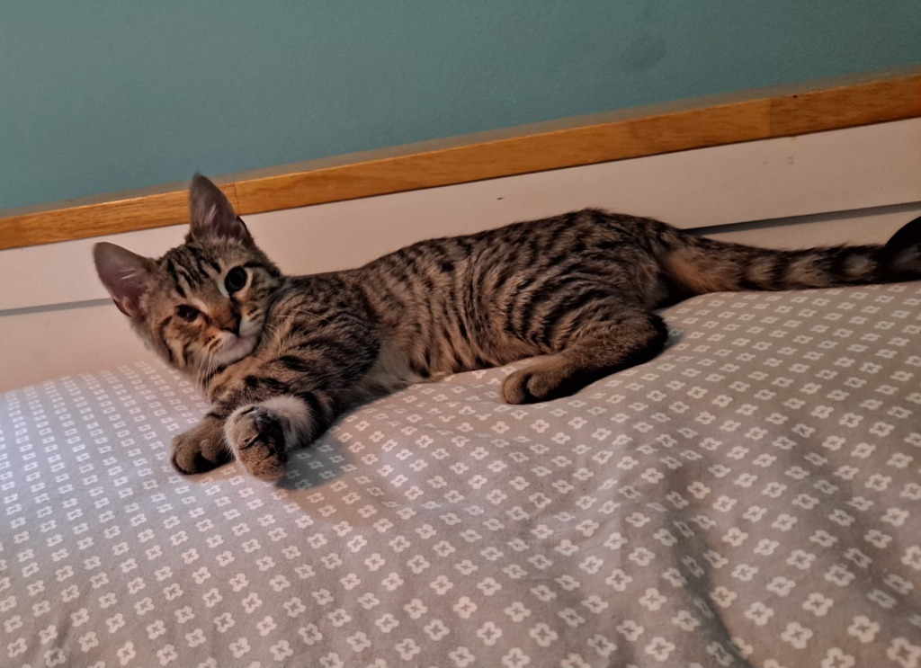 Mara, an adoptable Domestic Short Hair in Brainardsville, NY, 12915 | Photo Image 3