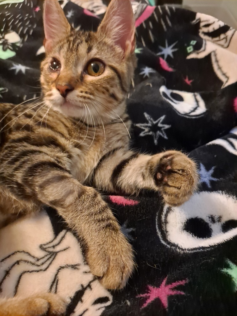 Mara, an adoptable Domestic Short Hair in Brainardsville, NY, 12915 | Photo Image 4