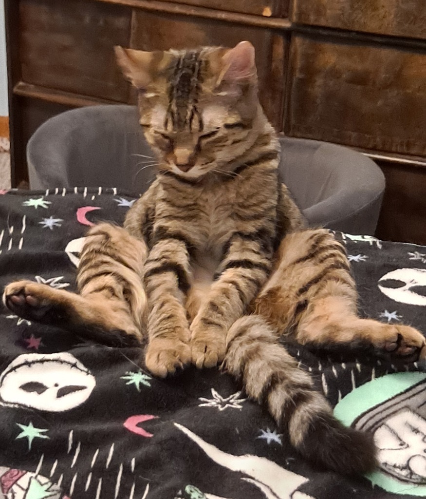 Mara, an adoptable Domestic Short Hair in Brainardsville, NY, 12915 | Photo Image 5