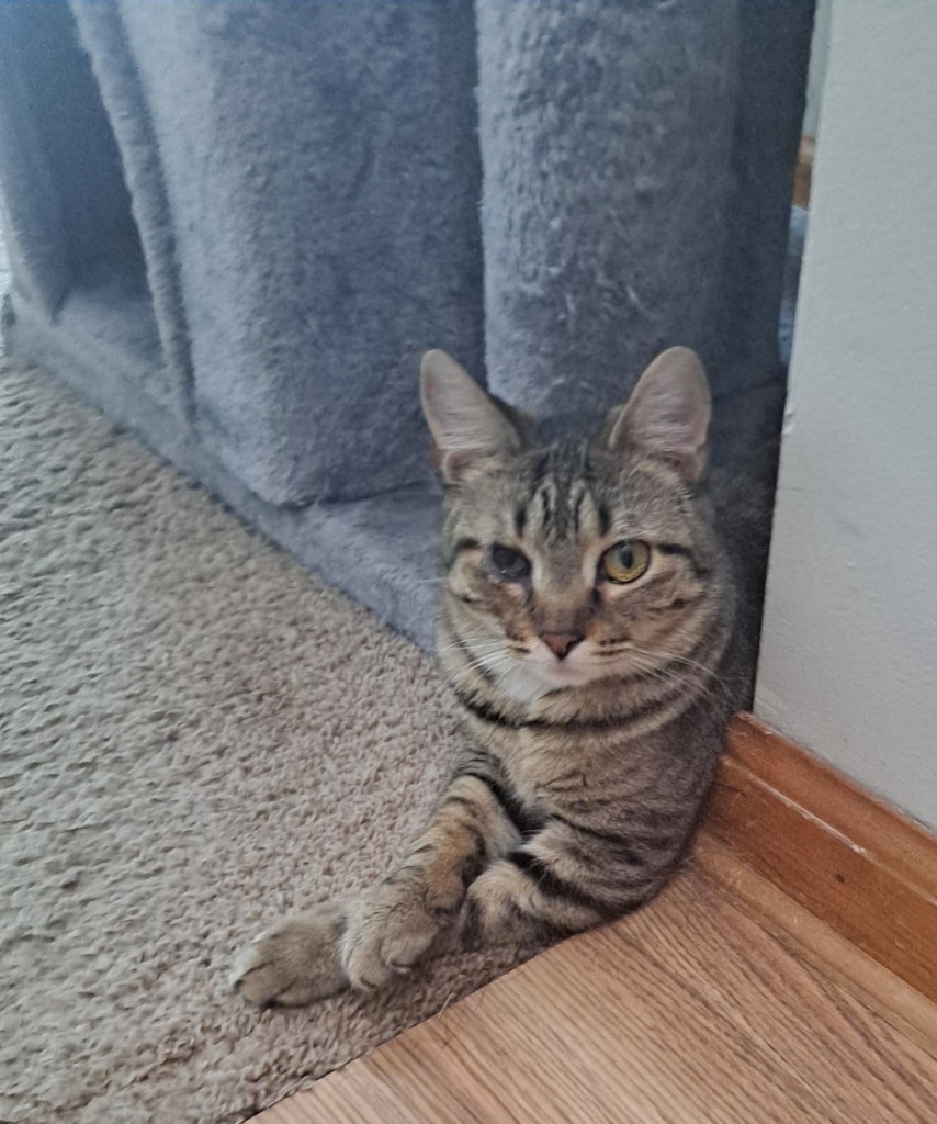 Mara, an adoptable Domestic Short Hair in Brainardsville, NY, 12915 | Photo Image 6