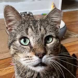 Jabari is a sweet older gentleman looking to retire from his life on the streets