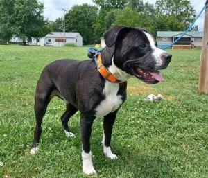 Duke is a hansome boy at sixty-two pounds and is just over-one year-old Hes an American Pit Bull T