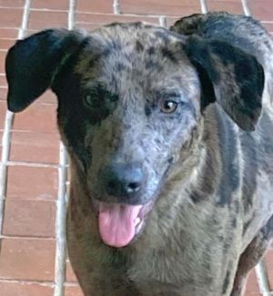 Stella, Adult Female Catahoula Leopard Dog