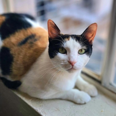 Charlee, an adoptable Domestic Short Hair in Prescott, AZ, 86304 | Photo Image 4