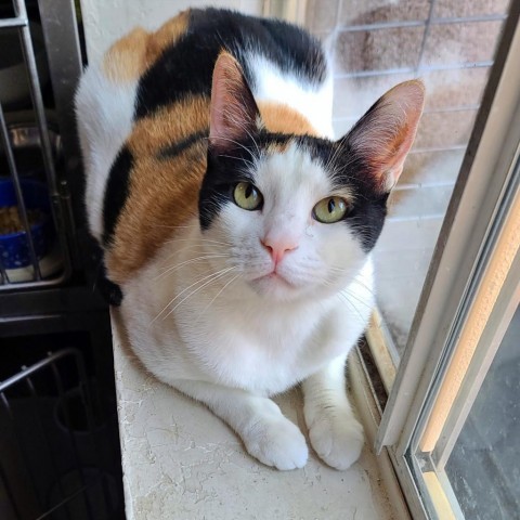 Charlee, an adoptable Domestic Short Hair in Prescott, AZ, 86304 | Photo Image 6