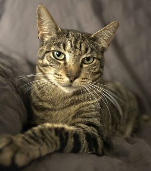 She-ra, Adult Female Tabby