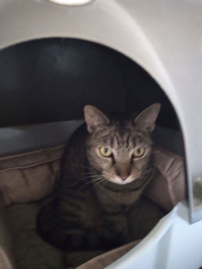 (KS Courtesy Post) Maggie