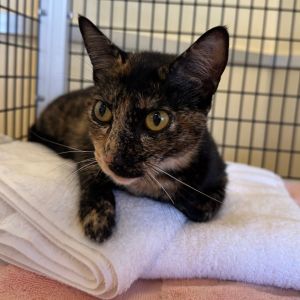 Hi there My name is Penelope I am a 2 year old domestic shorthair spayed fem