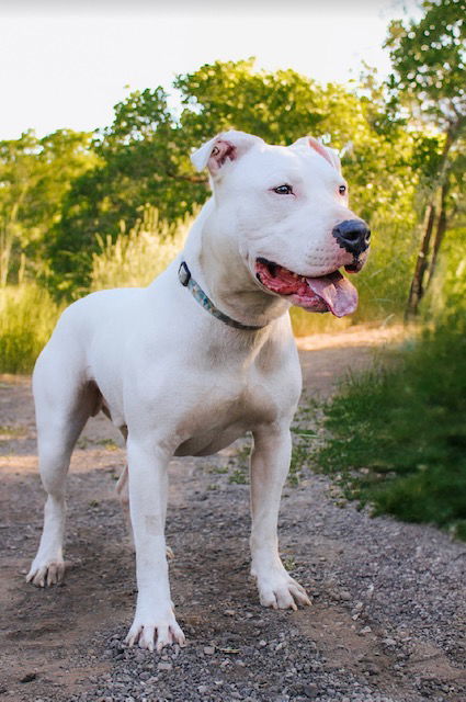 Slim, an adoptable Dogo Argentino in Salt Lake City, UT, 84171 | Photo Image 1