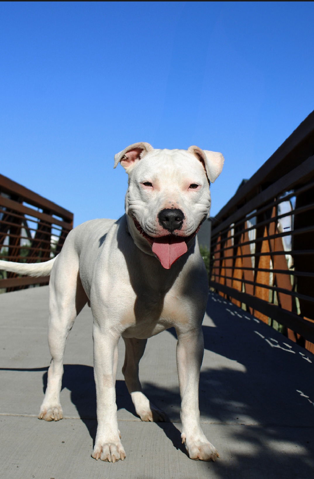 Slim, an adoptable Dogo Argentino in Salt Lake City, UT, 84171 | Photo Image 2