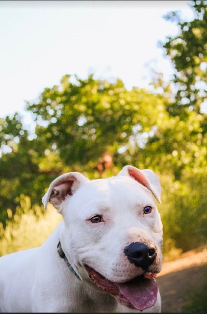 Slim, an adoptable Dogo Argentino in Salt Lake City, UT, 84171 | Photo Image 3