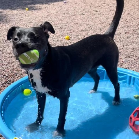 L-12-24 Shadow, an adoptable Black Labrador Retriever in Watertown, NY, 13601 | Photo Image 1