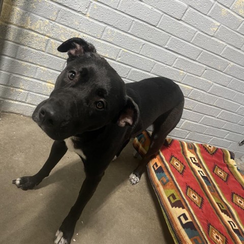 L-12-24 Shadow, an adoptable Black Labrador Retriever in Watertown, NY, 13601 | Photo Image 2