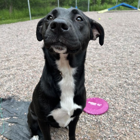 L-12-24 Shadow, an adoptable Black Labrador Retriever in Watertown, NY, 13601 | Photo Image 3